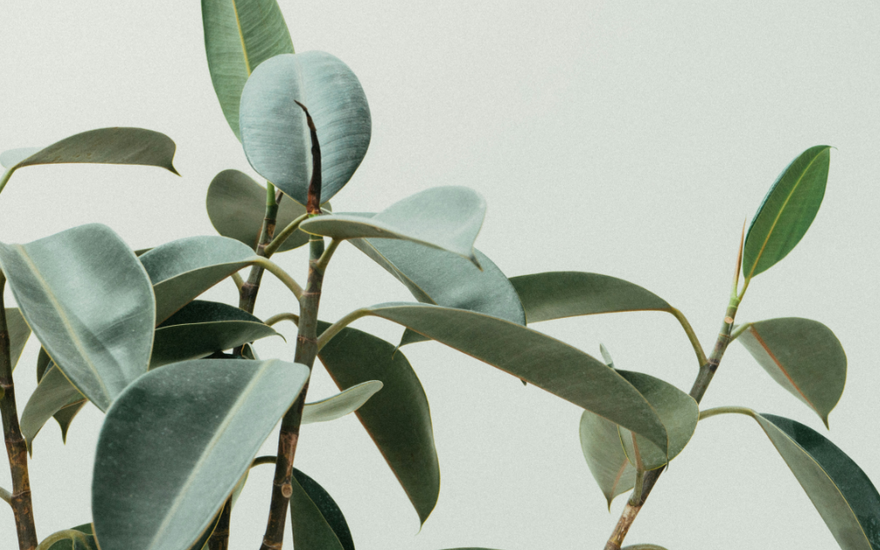 The Fat-Burning Mechanisms of Nature: How Botanicals Boost Your Metabolism