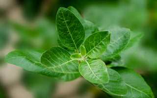 Adaptogens: The ancient herbs that banish stress + anxiety