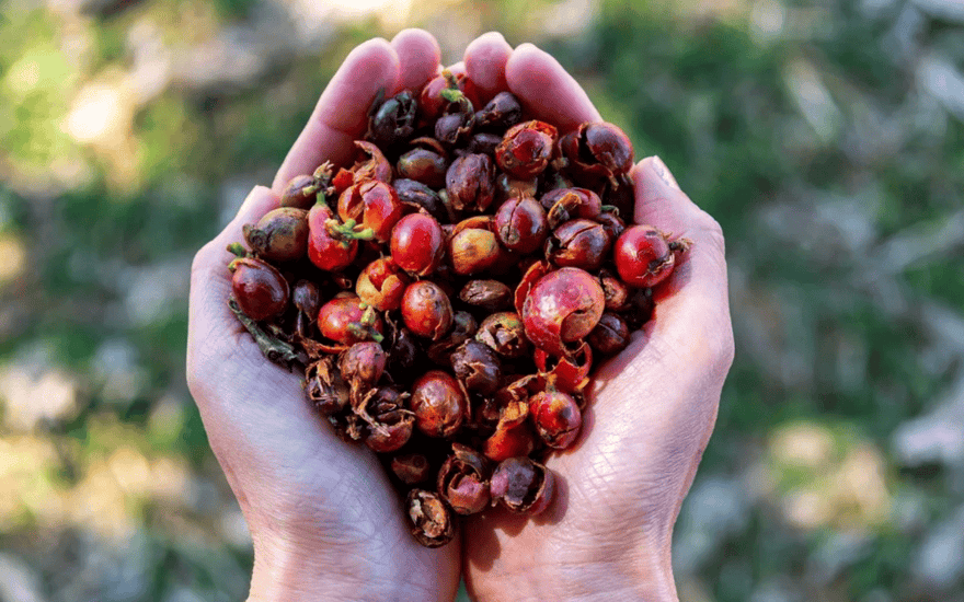 Meet Cascara: Why Herbalists Still Turn to Nature’s Laxative