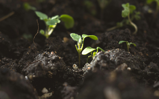 Soil Health = Human Health: How a Mineral-Rich Earth Supports a Stronger Body