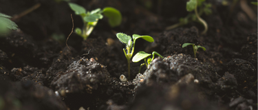 Soil Health = Human Health: How a Mineral-Rich Earth Supports a Stronger Body
