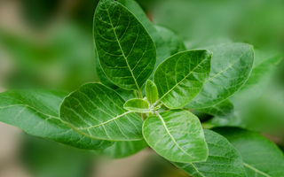 Ashwagandha and Cortisol: How Adaptogens Help the Body Handle Stress