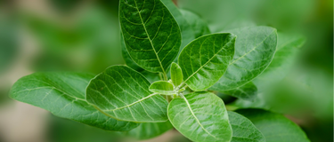 Ashwagandha and Cortisol: How Adaptogens Help the Body Handle Stress