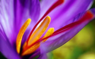 Saffron and Mood: Reasons This Tiny Spice Can Transform How You Feel