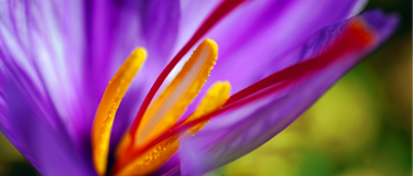 Saffron and Mood: Reasons This Tiny Spice Can Transform How You Feel