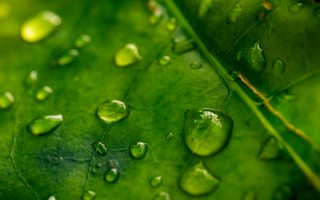 Chlorophyll Explained: Why Deep Green Plants Support Natural Detoxification