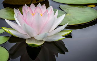 Lotus Leaf: How Does This Ancient Plant Support Weight Management?
