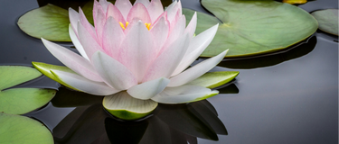 Lotus Leaf: How Does This Ancient Plant Support Weight Management?