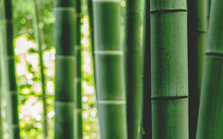 The Plant That Grows 3 Feet a Day Might Be What Your Hair Has Been Missing