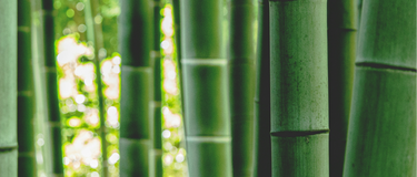 The Plant That Grows 3 Feet a Day Might Be What Your Hair Has Been Missing