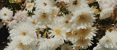 Natural Remedies for PCOS: Powerful, Science-Backed Solutions for Hormone Balance