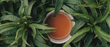 L-Theanine: Powerful Ways This Natural Tea Compound Transforms How Your Brain Handles Stress