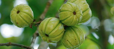 Emotional Eating: Can Garcinia Cambogia Help Break the Cycle?