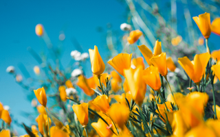 Supporting Your Hormones Naturally Through Menopause