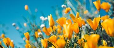 Supporting Your Hormones Naturally Through Menopause