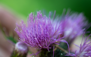 How Milk Thistle Helps Our Bodies Respond to a Toxic World
