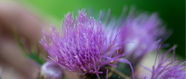 How Milk Thistle Helps Our Bodies Respond to a Toxic World