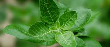 Ashwagandha Through The Ages: What This Plant Teaches Us About Resilience