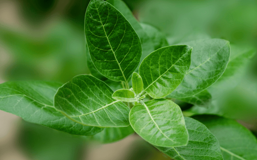 Ashwagandha Through The Ages: What This Plant Teaches Us About Resilience