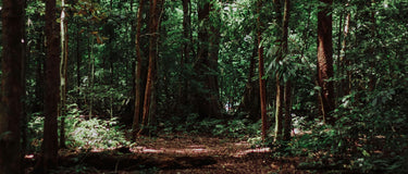 The Benefits of Forest Bathing: What It Is and Why You Should Do It