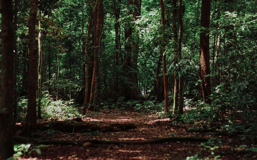 The Benefits of Forest Bathing: What It Is and Why You Should Do It